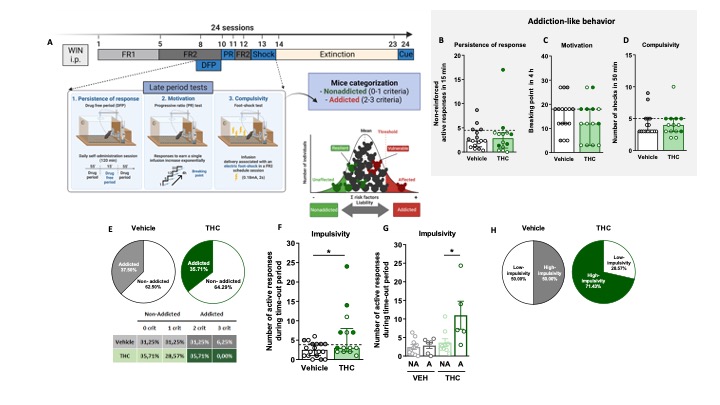 FIGURE 1. (A) Complete experimental protocol of our mouse model of operant WIN 55,212–2 intravenous self-administration. (B–D) Mice of vehicle and THC adolescence pre-treatment groups present similar responses in the three addiction-like criteria tests (individual data with median and interquartile range): (B) Persistence to response: Number of responses to the active nose-poke during the 15 min drug-free period. (C) Motivation: The breaking point determined during a four-hour progressive reinforcement schedule represents the maximum number of responses an animal can do to obtain one drug infusion. (D) Compulsivity: Number of shocks received during WIN 55,212-2 self-administration. The dashed horizontal line indicates the 75th percentile of the distribution of the group, used as the threshold to consider a mouse positive for one criterion. Addicted mice are represented in grey- and green-ﬁlled circles. (E) Percentage of mice categorized as addicted and non-addicted in the vehicle and THC groups. (F–G) Impulsivity: number of responses to the active nose-poke during the 10 s time-out period (Student’s t-test, *p < 0.05). Addicted and non-addicted mice are shown in the filled circles (F) and the bars (G). (H) Characterization of low-impulsive (LI) and high-impulsive (HI) subgroups. Percentage of mice categorized as LI and HI (nVehicle = 16, nTHC = 14).