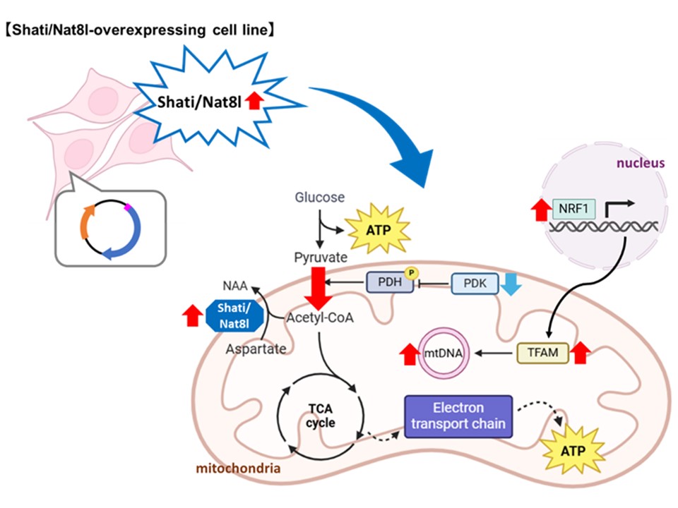 Cellular mechanisms of Shati/Nat8l neuroprotective effects against Aβ neurotoxicity suggested by this experiment.